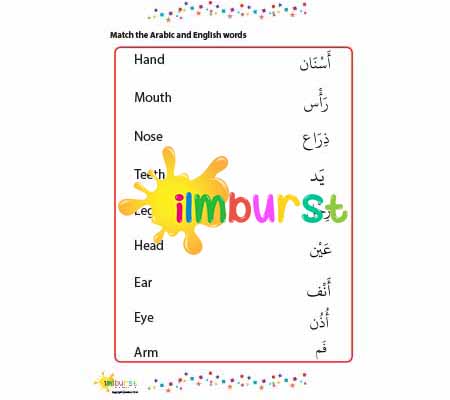 Match Arabic & English Body Words